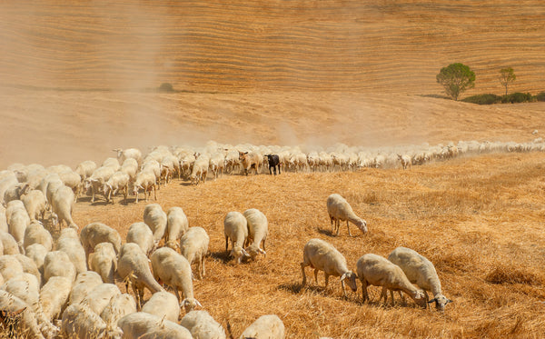 עדר כבשים בשדה בטוסקנה