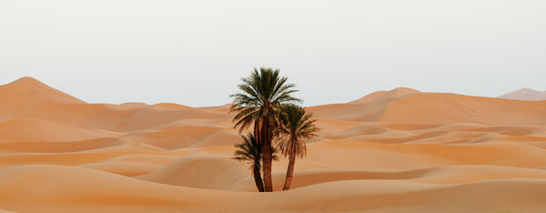 עצי דקל במדבר - מרוקו